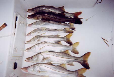 snook3